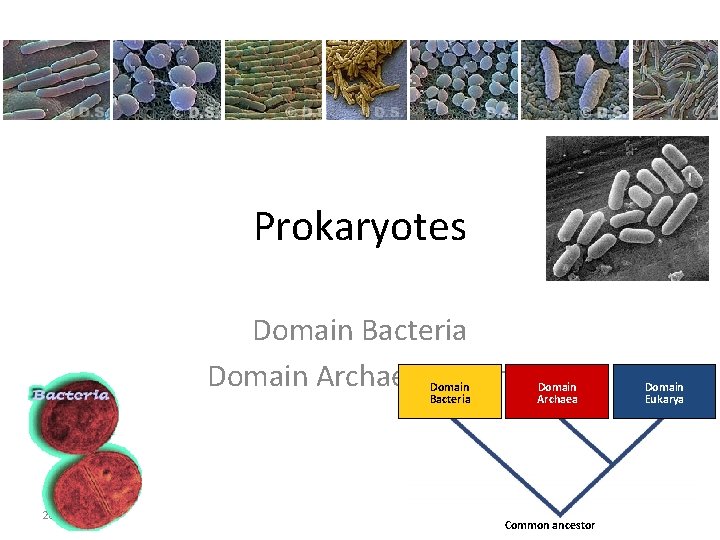 Prokaryotes Domain Bacteria Domain Archaebacteria Domain Bacteria 2007 -2008 Domain Archaea Common ancestor Domain