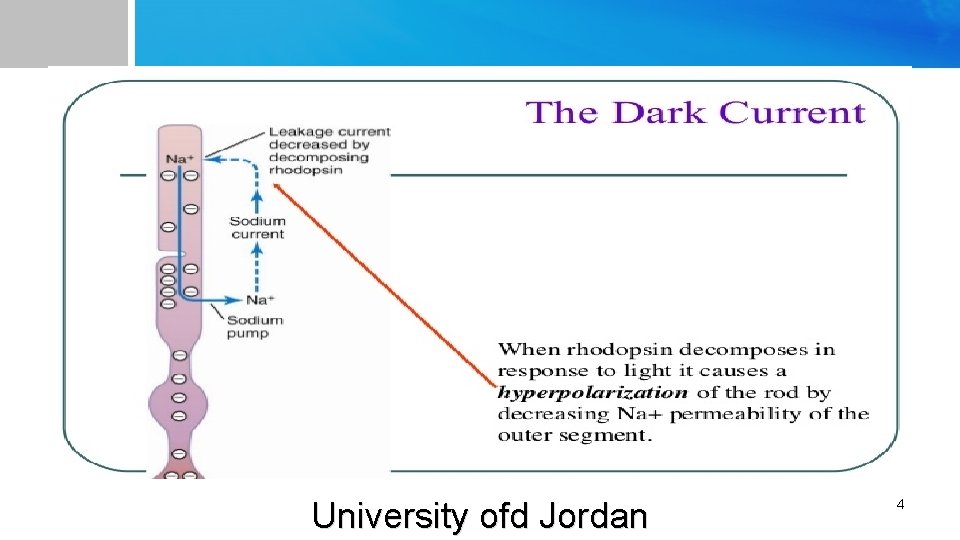 University ofd Jordan 4 
