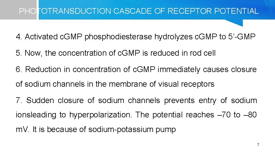 PHOTOTRANSDUCTION CASCADE OF RECEPTOR POTENTIAL 4. Activated c. GMP phosphodiesterase hydrolyzes c. GMP to