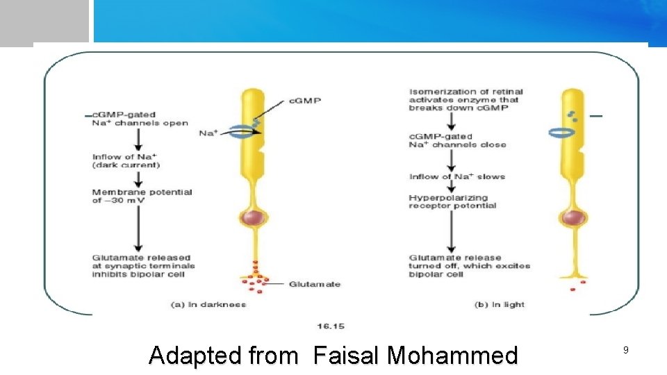 Adapted from Faisal Mohammed 9 