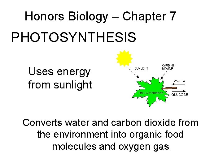 Honors Biology – Chapter 7 PHOTOSYNTHESIS Uses energy from sunlight Converts water and carbon