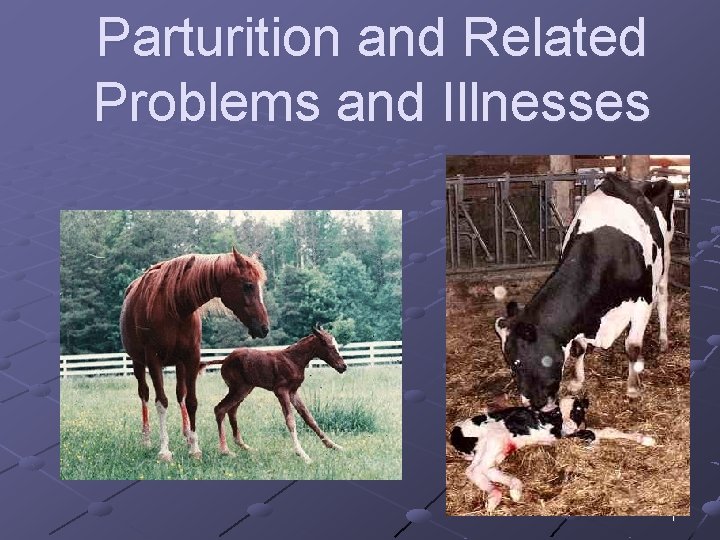 Parturition and Related Problems and Illnesses 1 