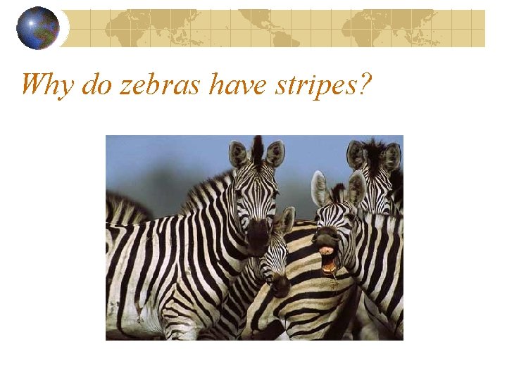 Why do zebras have stripes? 