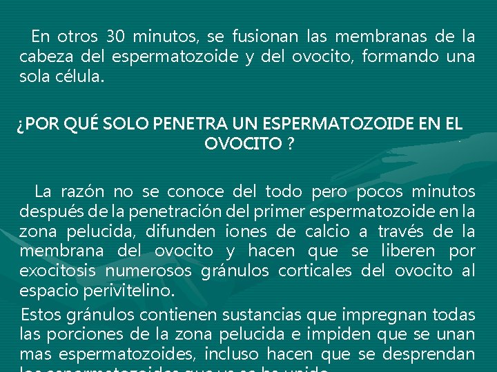 En otros 30 minutos, se fusionan las membranas de la cabeza del espermatozoide y