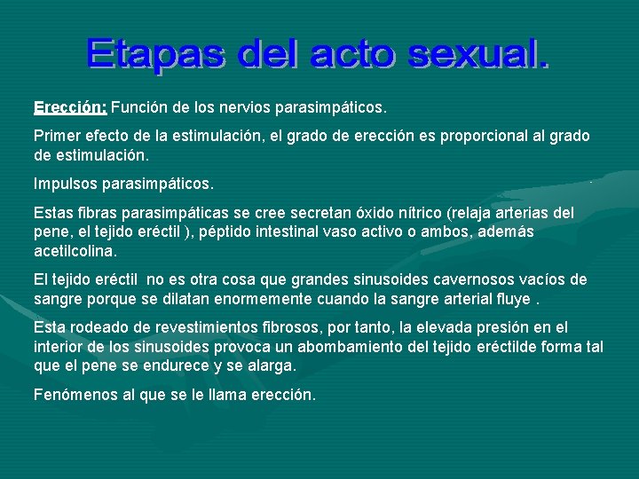 Erección: Función de los nervios parasimpáticos. Primer efecto de la estimulación, el grado de