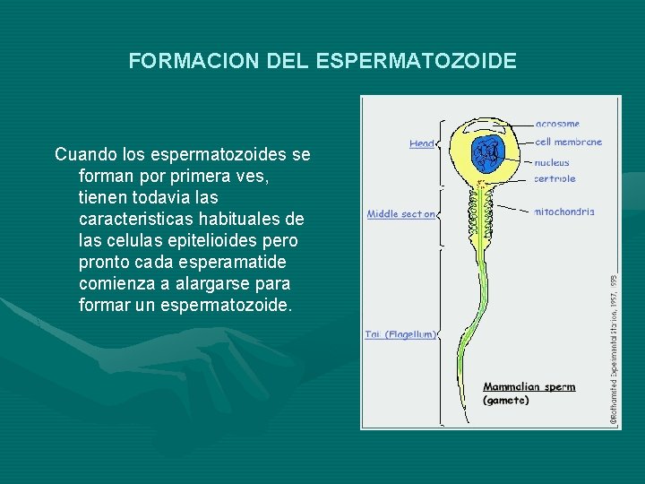 FORMACION DEL ESPERMATOZOIDE Cuando los espermatozoides se forman por primera ves, tienen todavia las