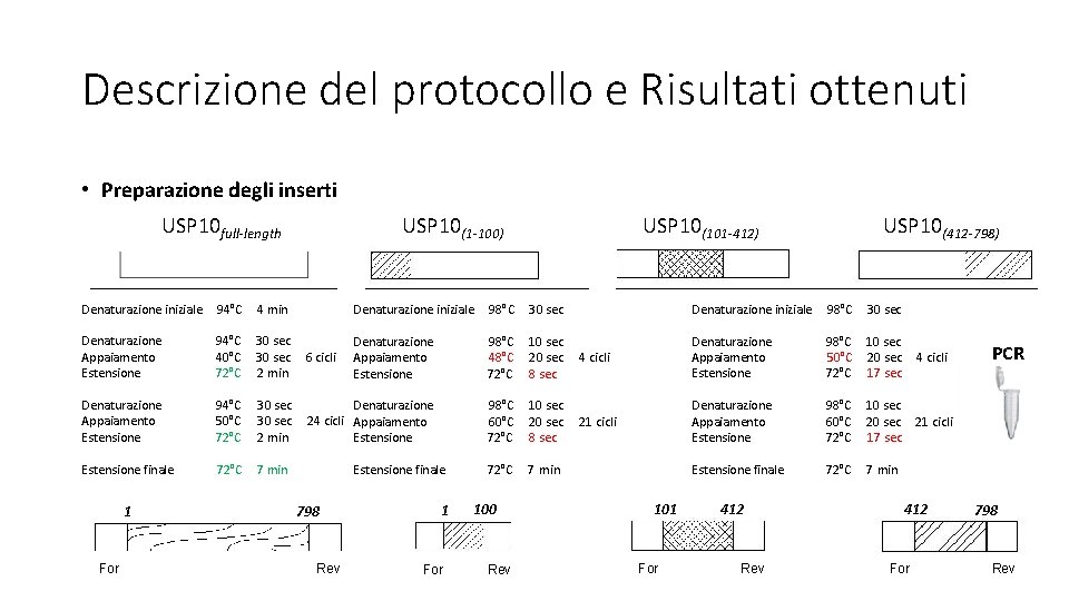 Descrizione del protocollo e Risultati ottenuti • Preparazione degli inserti USP 10 full-length USP