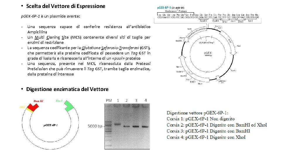  • Scelta del Vettore di Espressione p. GEX-6 P-1 è un plasmide avente: