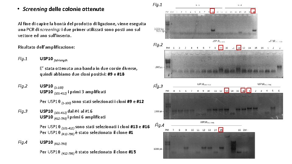  • Screening delle colonie ottenute Fig. 1 Al fine di capire la bontà