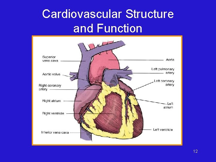 Cardiovascular Structure and Function 12 