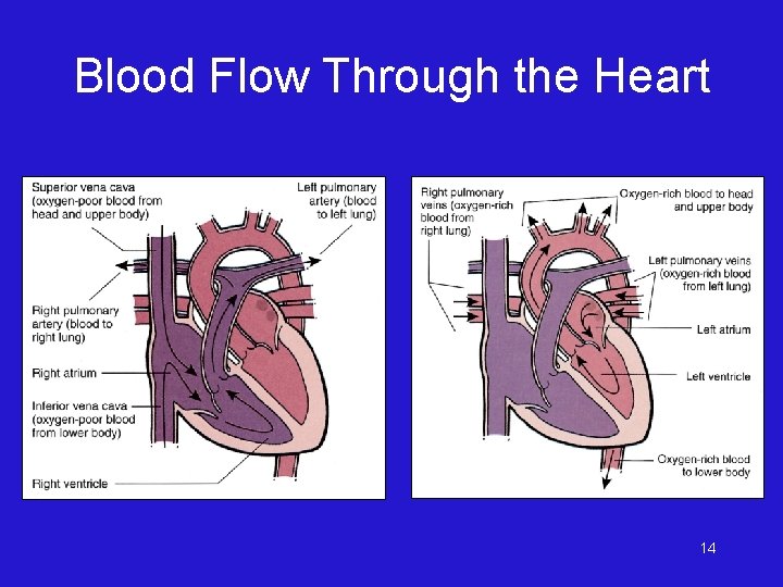 Blood Flow Through the Heart 14 