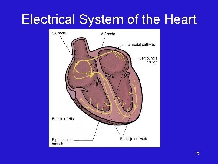 Electrical System of the Heart 15 