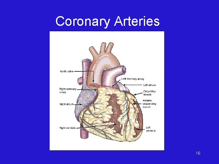 Coronary Arteries 16 
