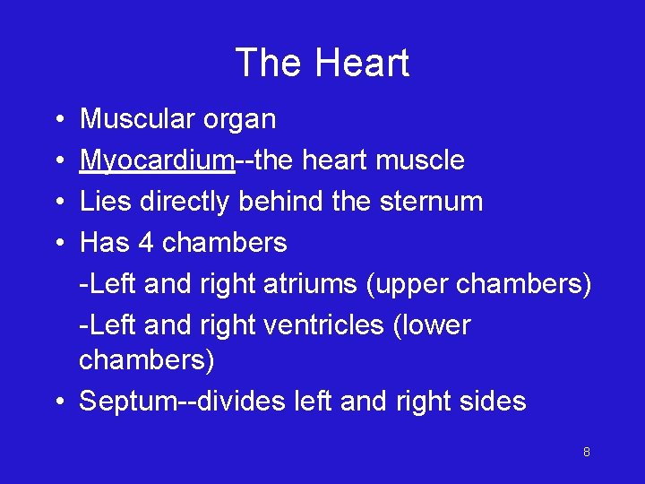 The Heart • • Muscular organ Myocardium--the heart muscle Lies directly behind the sternum