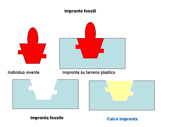 Impronte fossili Individuo vivente Impronta su terreno plastico Impronta fossile Calco impronta 