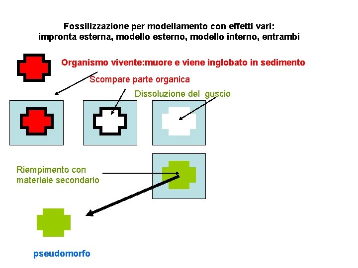 Fossilizzazione per modellamento con effetti vari: impronta esterna, modello esterno, modello interno, entrambi Organismo