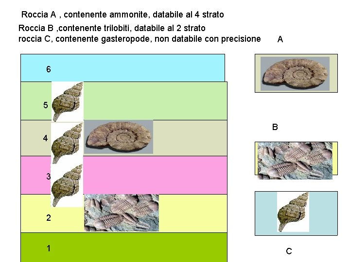 Roccia A , contenente ammonite, databile al 4 strato Roccia B , contenente trilobiti,