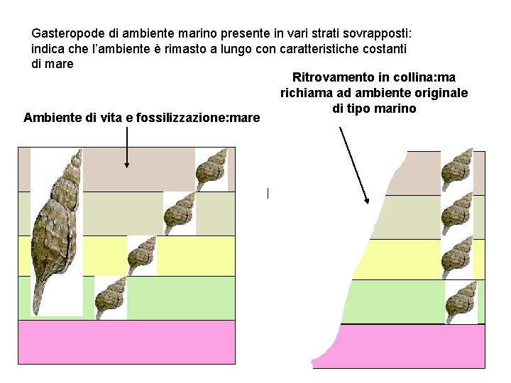 Gasteropode di ambiente marino presente in vari strati sovrapposti: indica che l’ambiente è rimasto