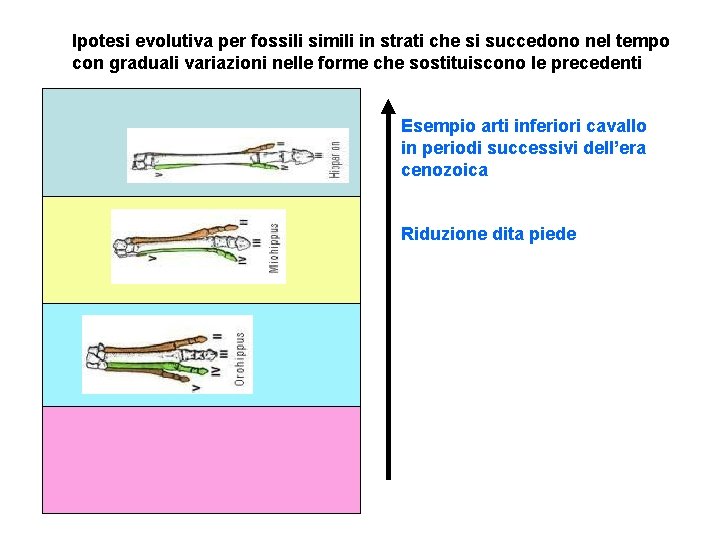 Ipotesi evolutiva per fossili simili in strati che si succedono nel tempo con graduali