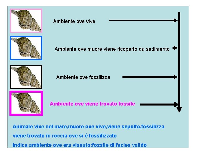 Ambiente ove vive Ambiente ove muore, viene ricoperto da sedimento Ambiente ove fossilizza Ambiente