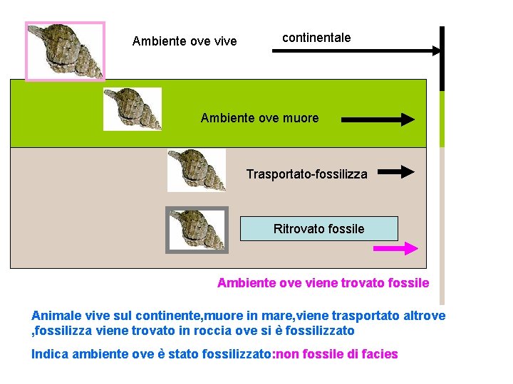 Ambiente ove vive continentale Ambiente ove muore Trasportato-fossilizza Ritrovato fossile Ambiente ove viene trovato