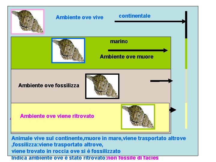 Ambiente ove vive continentale marino Ambiente ove muore Ambiente ove fossilizza Ambiente viene ritrovato