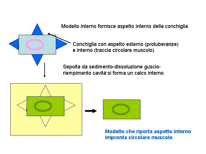 Modello interno fornisce aspetto interno della conchiglia Conchiglia con aspetto esterno (protuberanze) e interno
