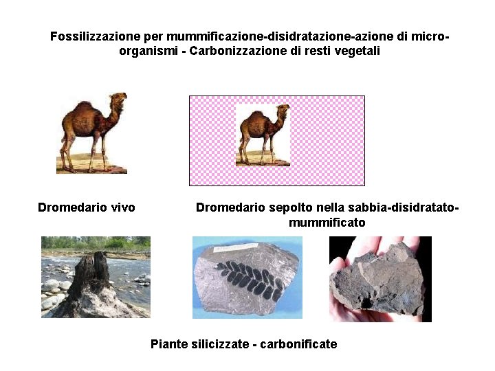 Fossilizzazione per mummificazione-disidratazione-azione di microorganismi - Carbonizzazione di resti vegetali Dromedario vivo Dromedario sepolto