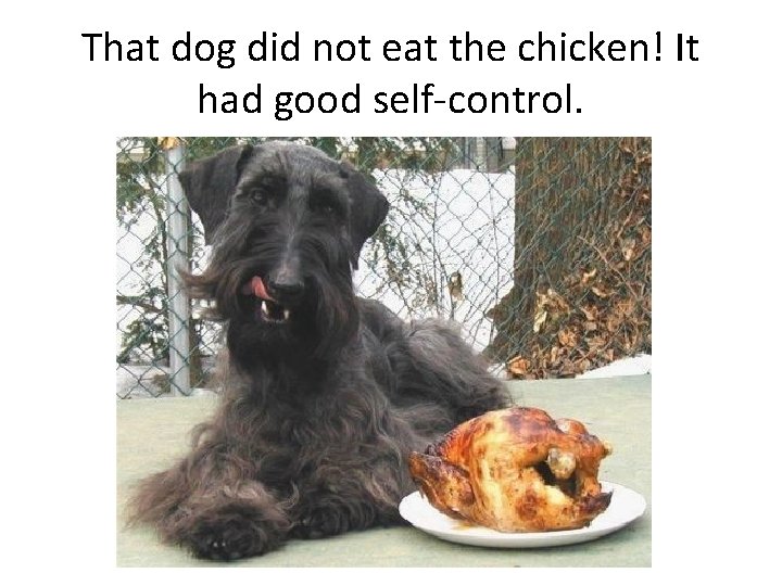 That dog did not eat the chicken! It had good self-control. 