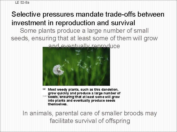 LE 52 -8 a Selective pressures mandate trade-offs between investment in reproduction and survival