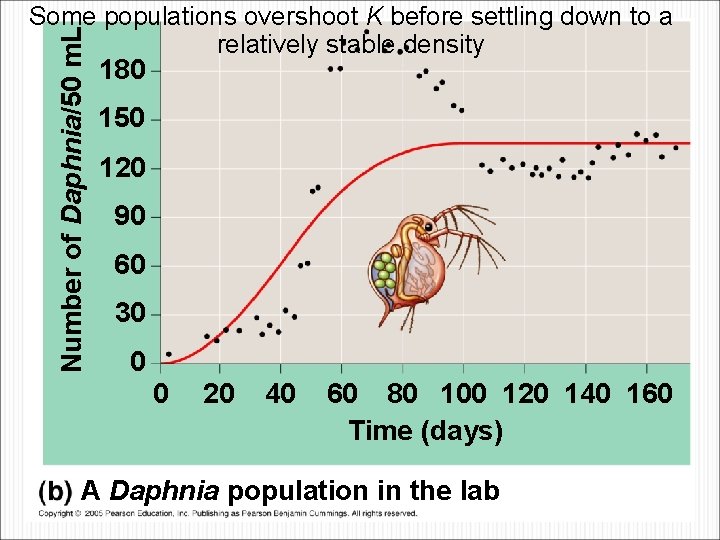 Number of Daphnia/50 m. L Some populations overshoot K before settling down to a