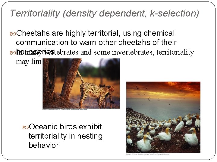 Territoriality (density dependent, k-selection) Cheetahs are highly territorial, using chemical communication to warn other