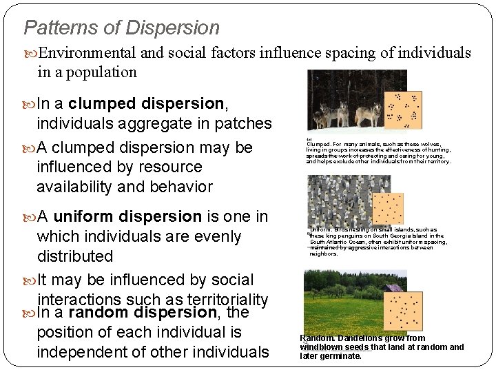 Patterns of Dispersion Environmental and social factors influence spacing of individuals in a population