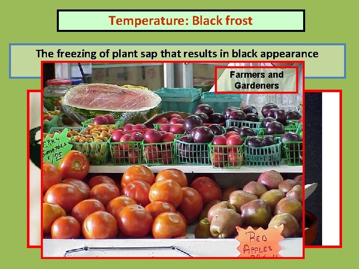 Temperature: Black frost The freezing of plant sap that results in black appearance Of