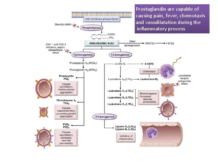 Prostaglandin are capable of causing pain, fever, chemotaxis and vasodilatation during the inflammatory process