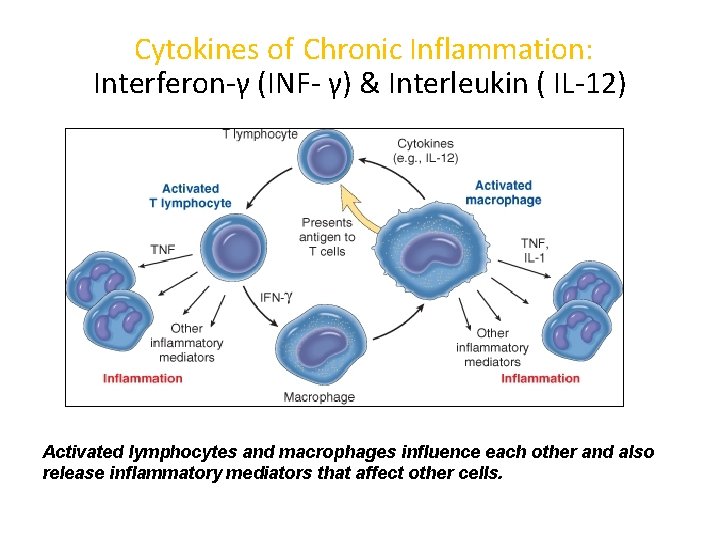 Cytokines of Chronic Inflammation: Interferon-γ (INF- γ) & Interleukin ( IL-12) Activated lymphocytes and