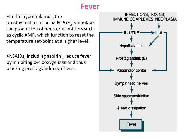 Fever • In the hypothalamus, the prostaglandins, especially PGE 2, stimulate the production of