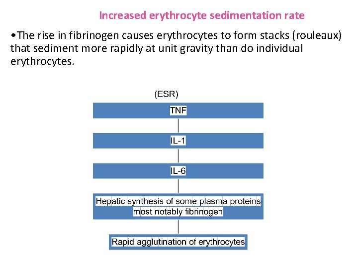 Increased erythrocyte sedimentation rate • The rise in fibrinogen causes erythrocytes to form stacks