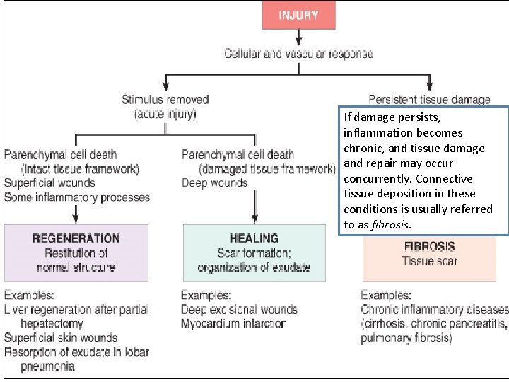 If damage persists, inflammation becomes chronic, and tissue damage and repair may occur concurrently.