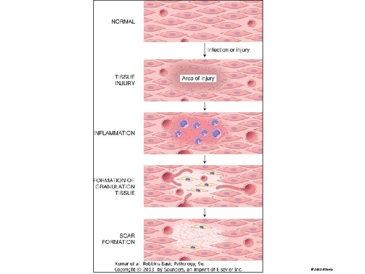 © 2005 Elsevier 