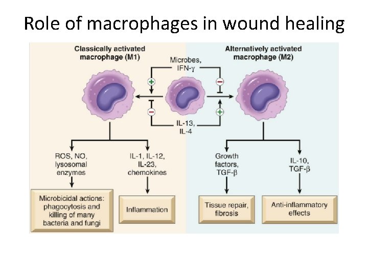 Role of macrophages in wound healing 