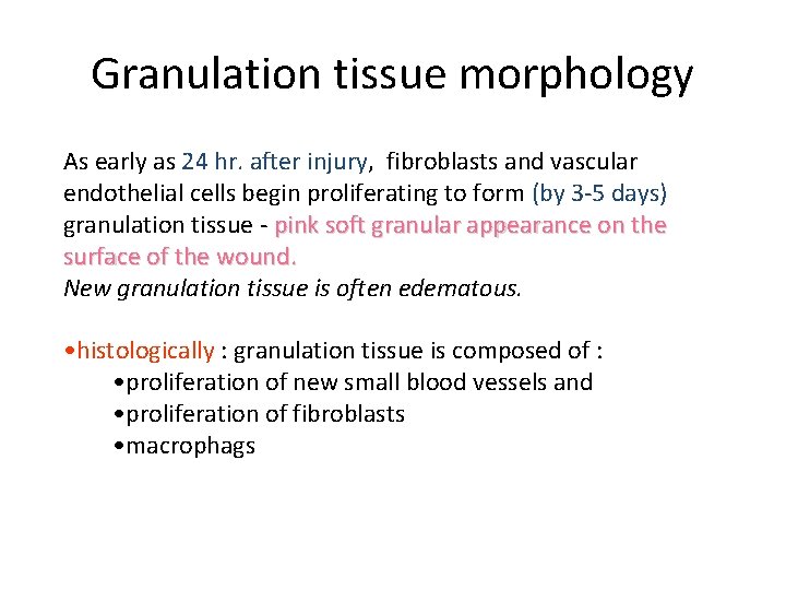 Granulation tissue morphology As early as 24 hr. after injury, fibroblasts and vascular endothelial