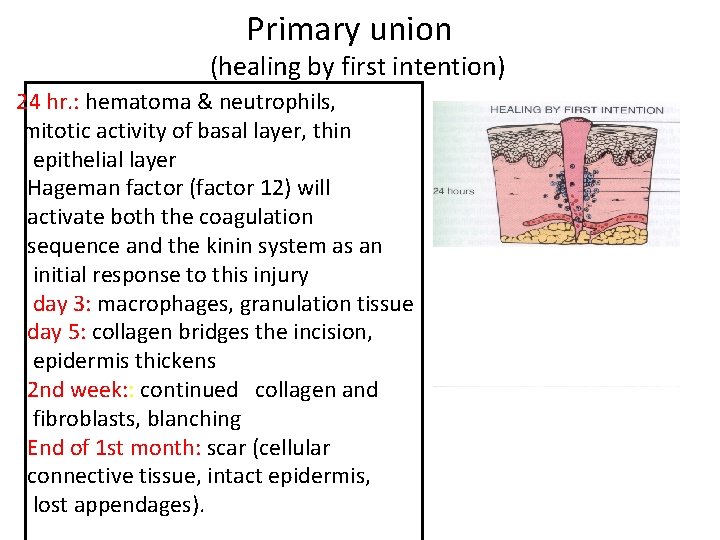 Primary union (healing by first intention) 24 hr. : hematoma & neutrophils, mitotic activity