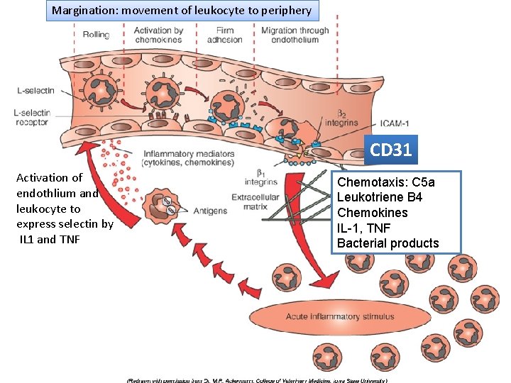 Margination: movement of leukocyte to periphery Chemical mediators of. CD 31 the Activation of