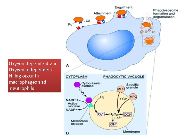 Oxygen dependent and Oxygen independent killing occur in macrophages and neutrophils 