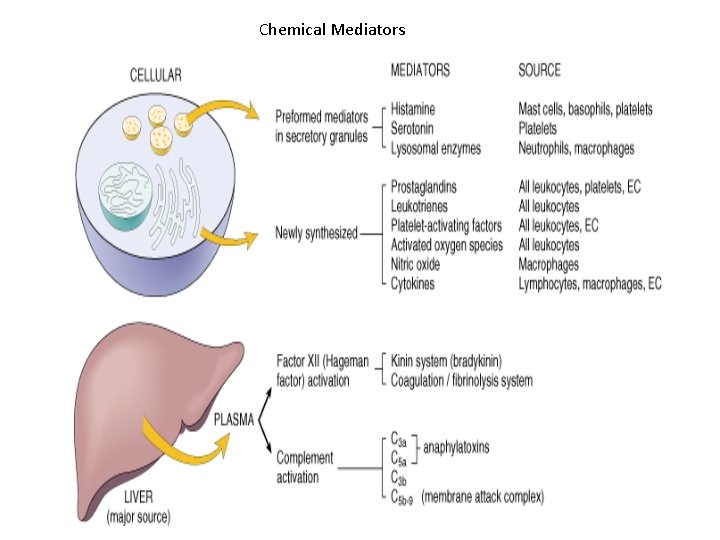 Chemical Mediators 