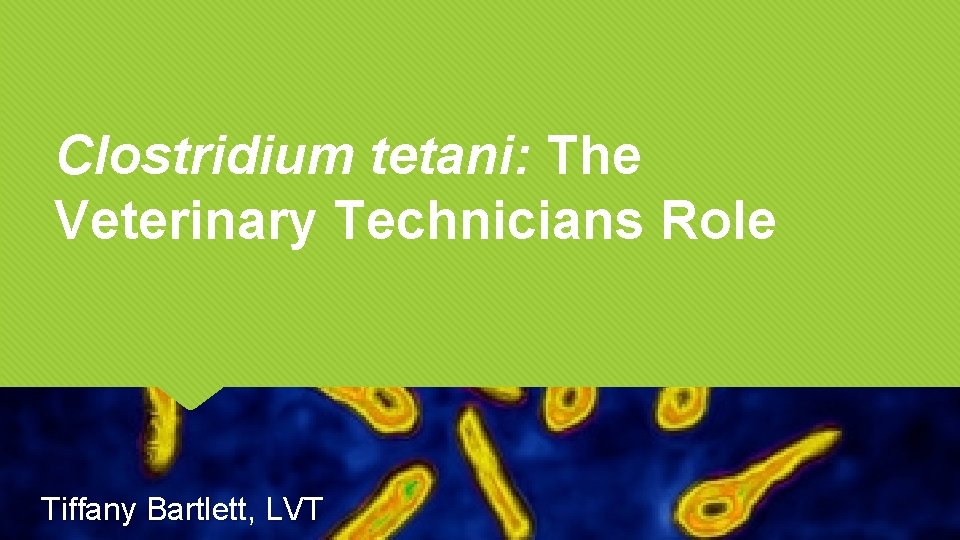 Clostridium tetani: The Veterinary Technicians Role Tiffany Bartlett, LVT 