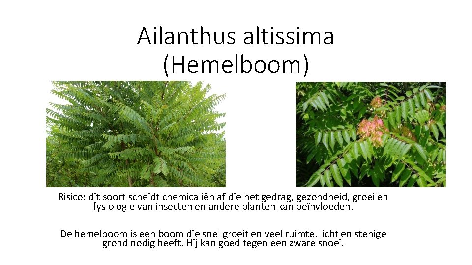 Ailanthus altissima (Hemelboom) Risico: dit soort scheidt chemicaliën af die het gedrag, gezondheid, groei