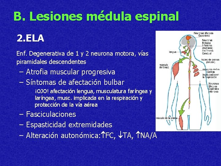 B. Lesiones médula espinal 2. ELA Enf. Degenerativa de 1 y 2 neurona motora,