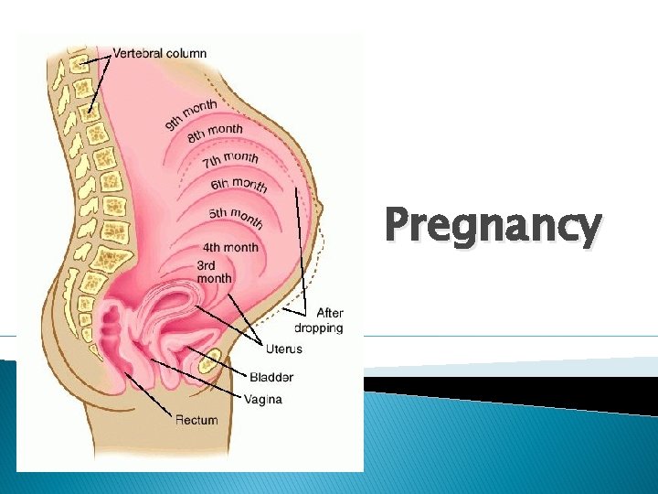 Pregnancy 